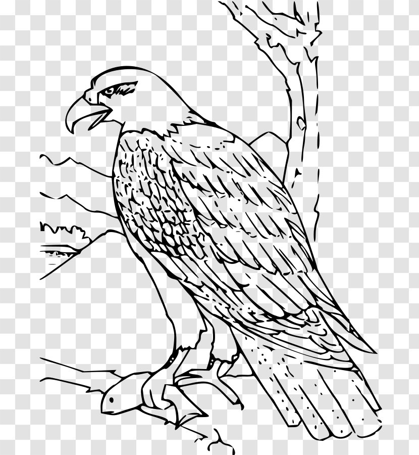 Bald Eagle Coloring Book Bird Drawing - Monochrome Transparent PNG