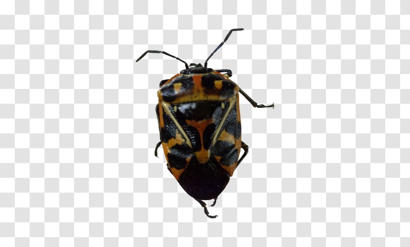 Insect Cockroach Harlequin Cabbage Bug - Pollinator - Fancy Beetle Transparent PNG