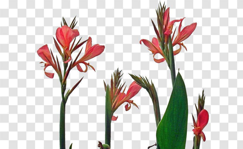 Canna Indica Flower Indian Shot Floral Design - Amaryllis - Cannabis Pictures Transparent PNG