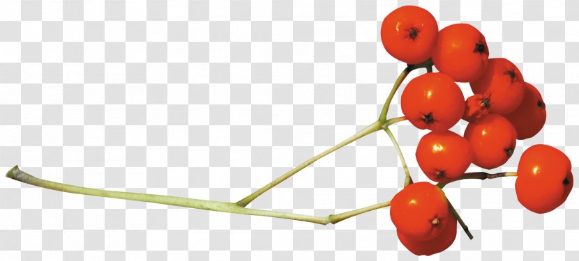 Clip Art - Food - Cherry Transparent PNG