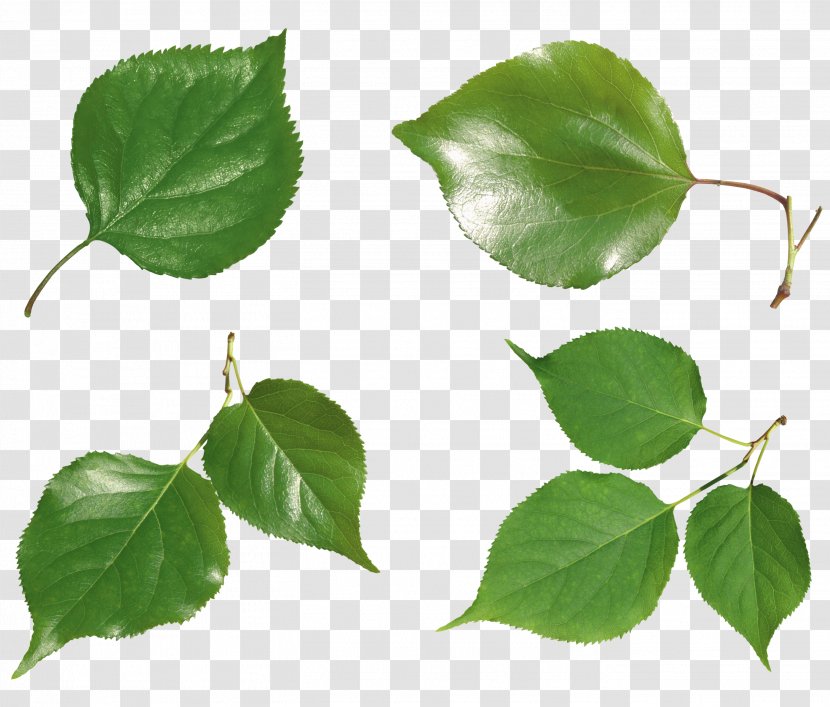 Icon - Ivy - Green Leaf Transparent PNG