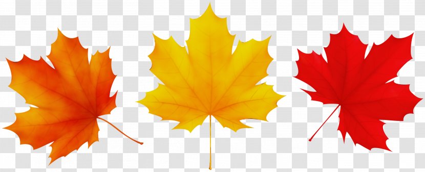 Family Tree Background - Autumn Leaf Color - Black Maple Deciduous Transparent PNG