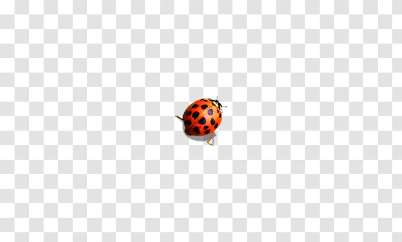 Coccinella Septempunctata Adobe Illustrator Euclidean Vector - Body Jewelry - Ladybug Transparent PNG