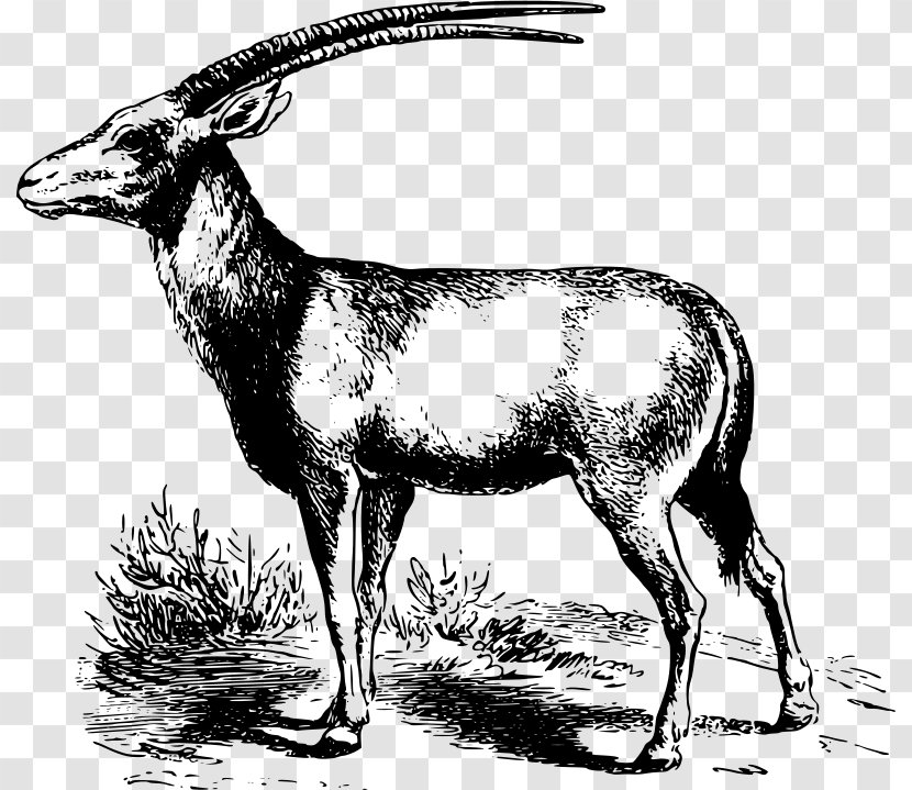 Gemsbok Antelope Pronghorn Clip Art - Cattle Like Mammal - Goats Transparent PNG