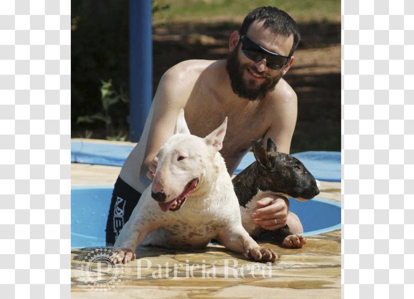 Bull Terrier Dog Breed Non-sporting Group Snout Transparent PNG