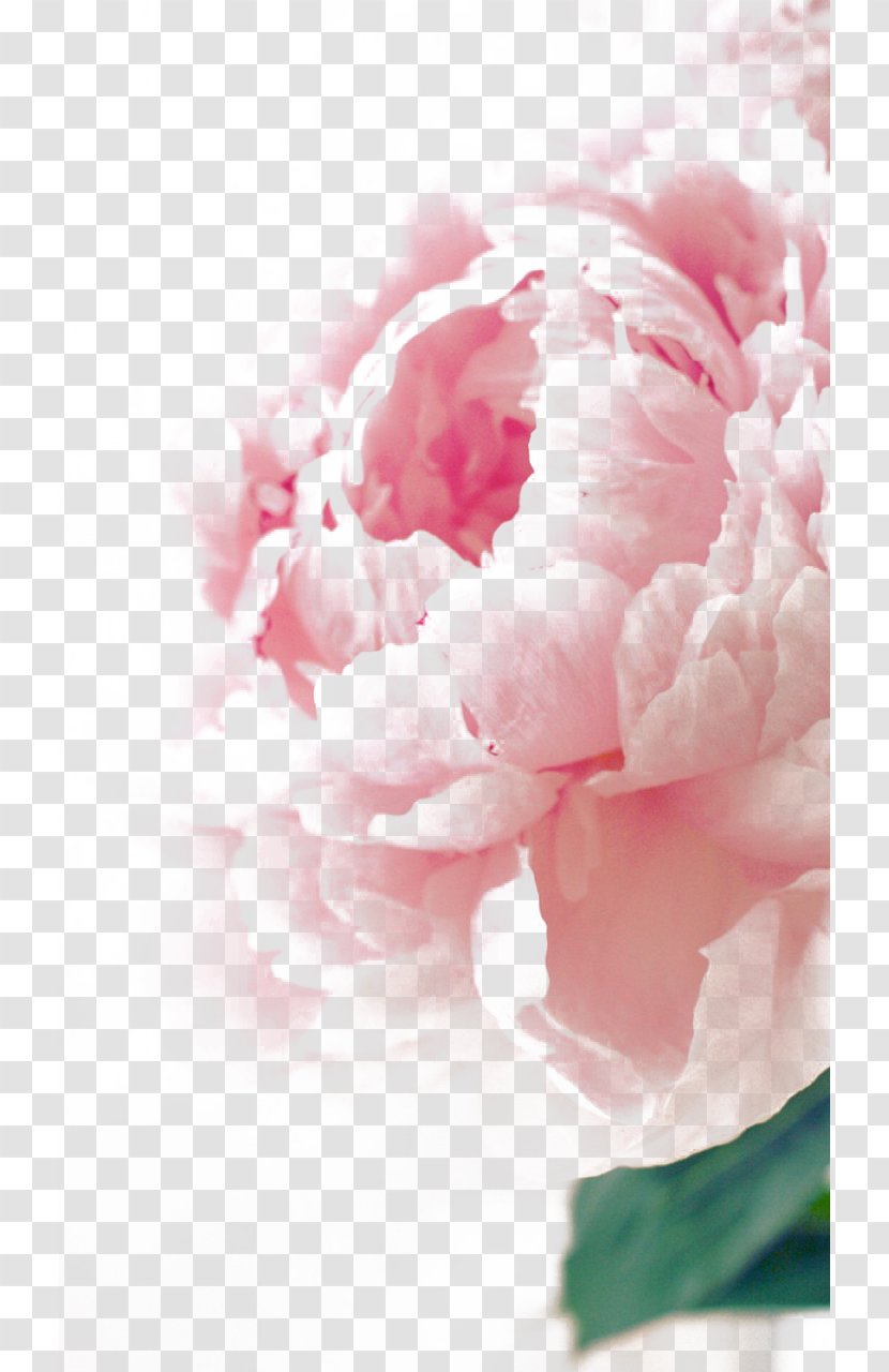 Birthday Flower Bouquet Greeting Card Wish - Arranging - Color Peony States Transparent PNG