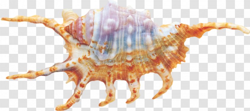 Seashell Download Clip Art - Decapoda - Shell Transparent PNG