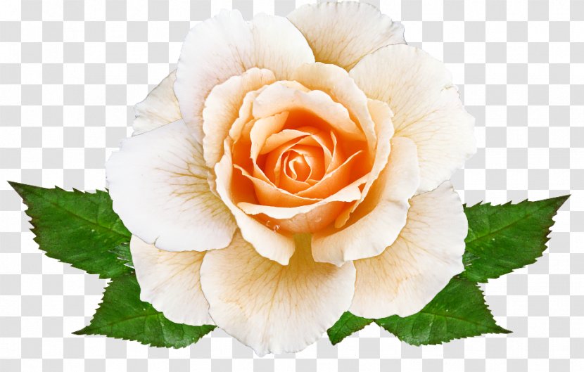 Garden Roses - Flower - Hybrid Tea Rose Floribunda Transparent PNG