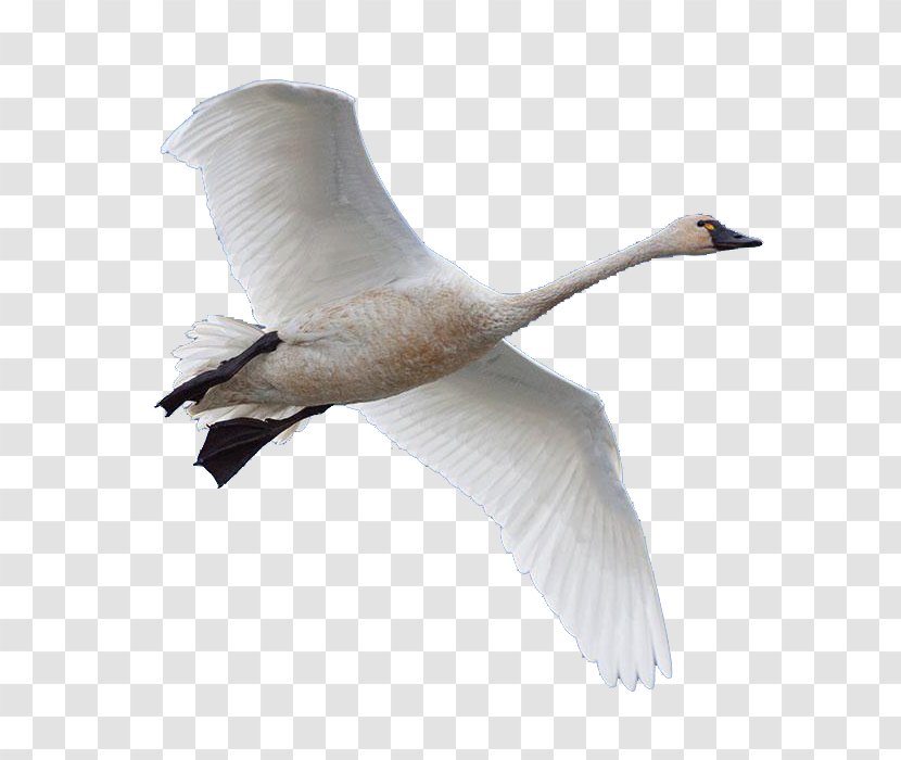 Swan Goose Bird Domestic - Beak Transparent PNG