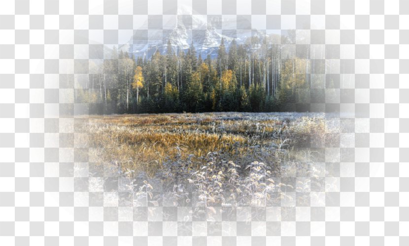 Water Resources Desktop Wallpaper Computer Tree - Nature Transparent PNG