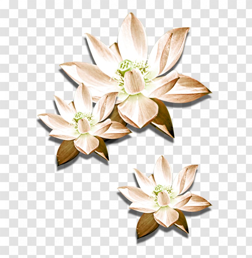 Cut Flowers Nelumbo Nucifera Icon - Plant - Hand-painted Lotus Transparent PNG