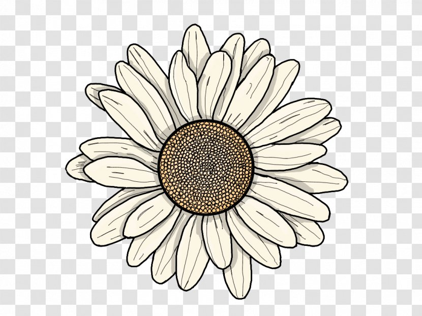 Common Sunflower YouTuber Drawing Transvaal Daisy - Dandelion Leaves Transparent PNG