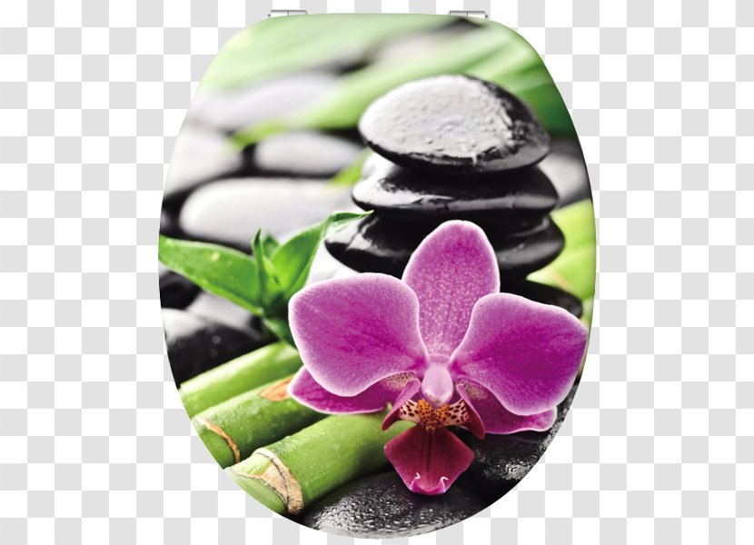 Bamboo Orchid Zen Rock Painting - Plant Transparent PNG