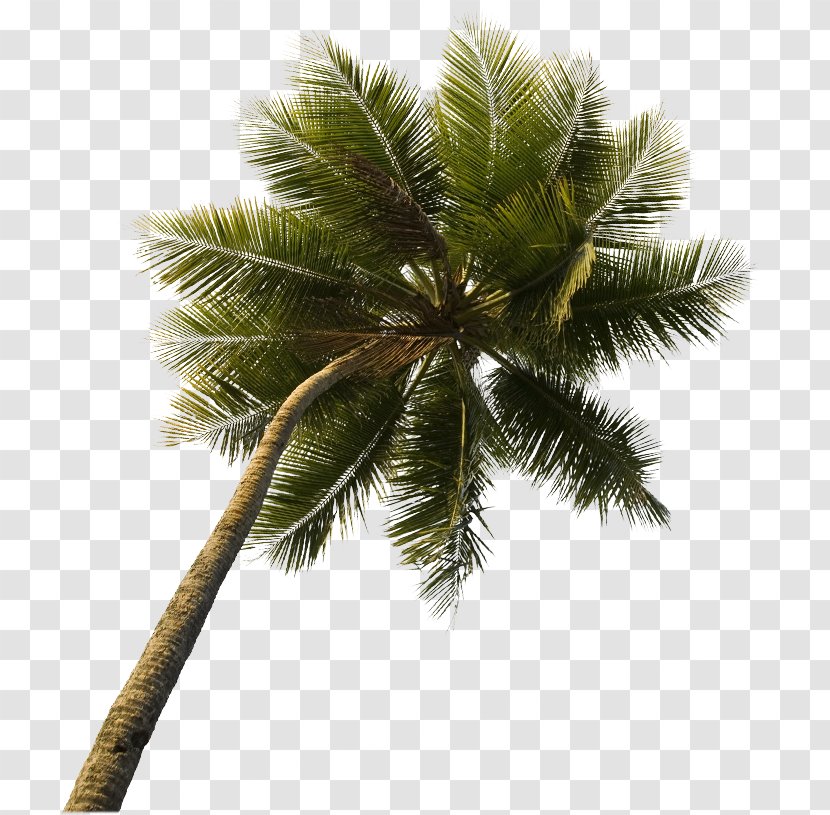 Asian Palmyra Palm Law Office Of Victor Bakke, ALC Criminal Defense Lawyer Coconut - Tree Transparent PNG