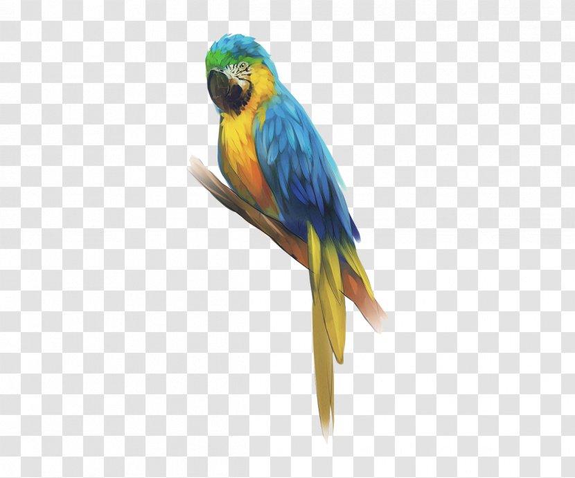 Budgerigar Bird Sketch Macaw Parakeet Transparent PNG