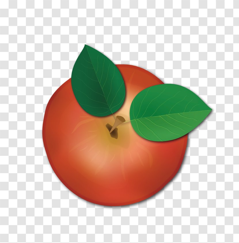 Apple Euclidean Vector - Designer Transparent PNG