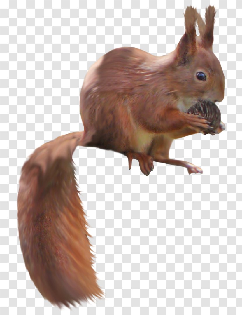 PhotoScape Tree Squirrel - Snout - Brown Transparent PNG