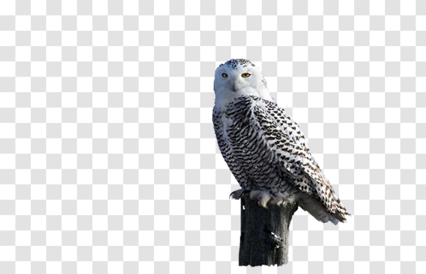 Owl Hawk Fauna Eagle Beak - Wing Transparent PNG