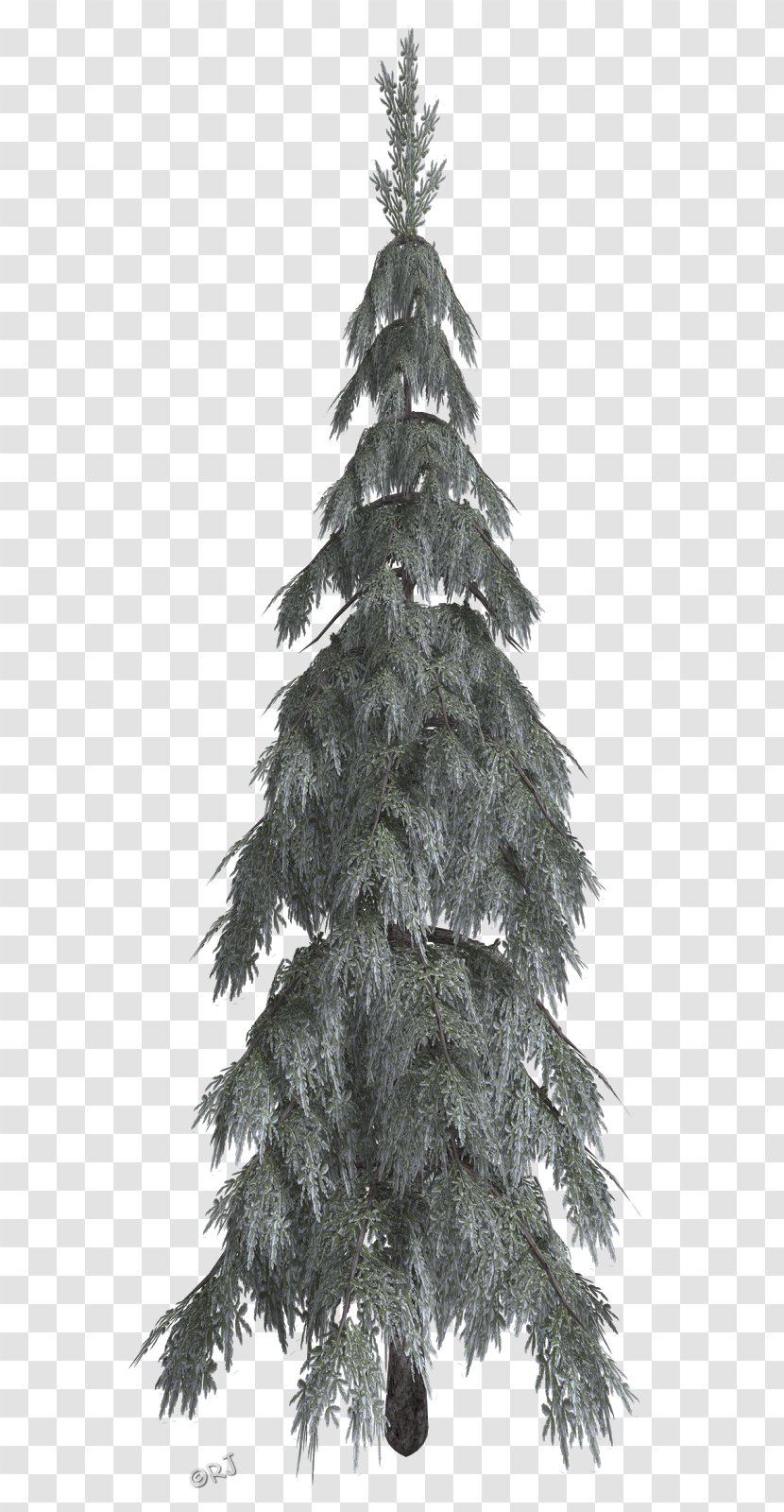 Christmas Tree Spruce Fir Pine - Plant - Winter Trees Transparent PNG