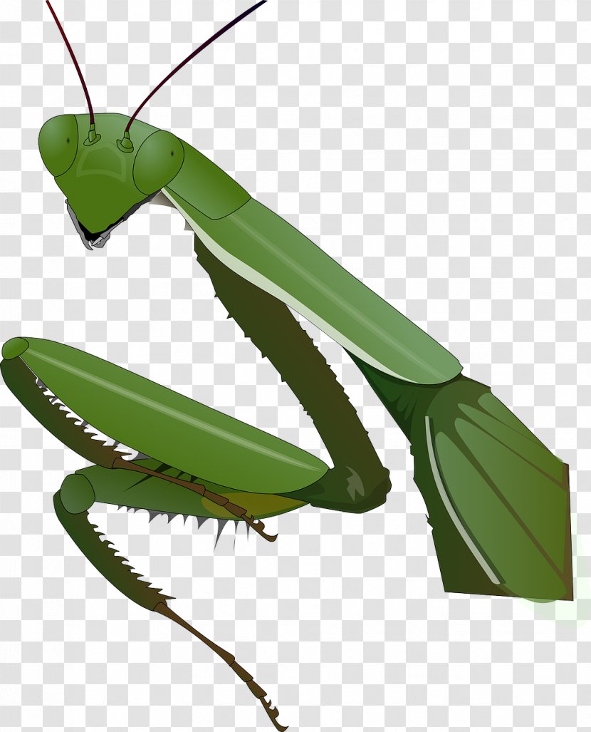 Insect Mantis Clip Art - Grasshopper Transparent PNG