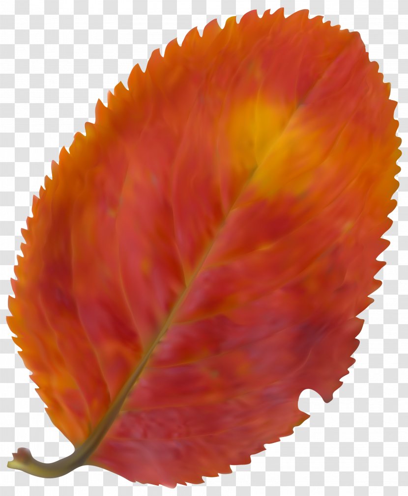Clip Art - Orange - Fall Transparent PNG