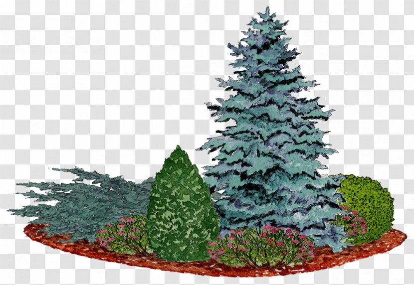 Christmas Tree Spruce Pine Fir Bedding - Conifer Transparent PNG