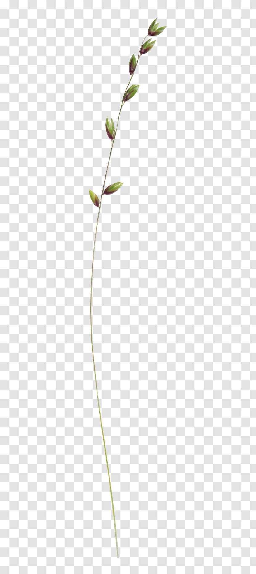 Plant Stem Twig Branch Bud Leaf - Flowerpot - Gold Transparent PNG