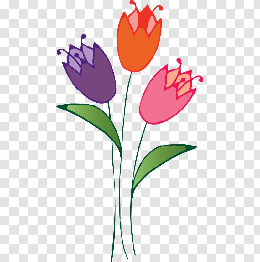Clip Art Tulipa Humilis Flower - Floristry Vector Transparent PNG