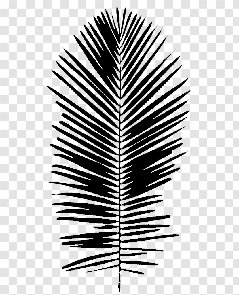 Palm Trees Black & White - Tree - M Font Line Leaf Transparent PNG