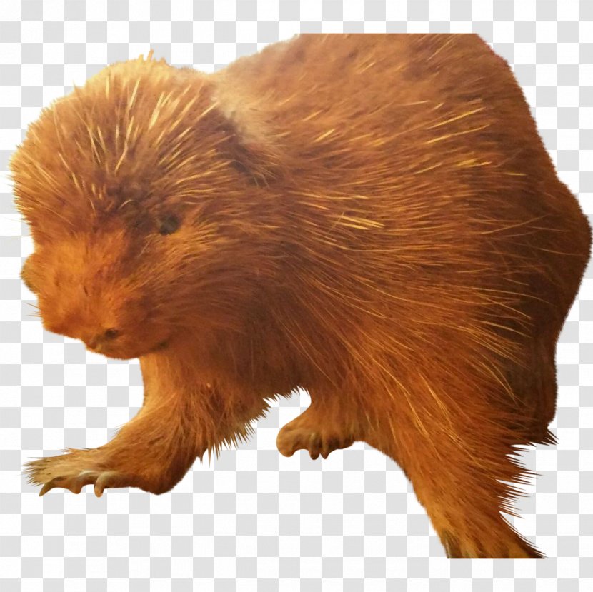 Beaver Fur Terrestrial Animal Snout Transparent PNG
