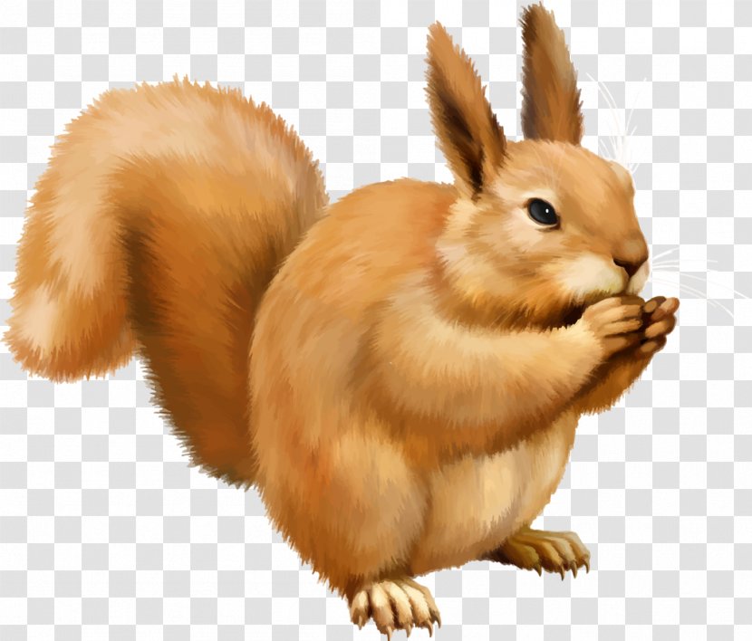 Tree Squirrels Icon - Rabbit - Squirrel Transparent PNG