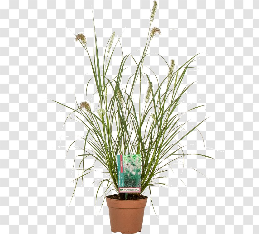 Flowerpot Chinese Fountain Grass Lampepoetsergras Houseplant Nursery - Fountaingrasses - Photinia Transparent PNG