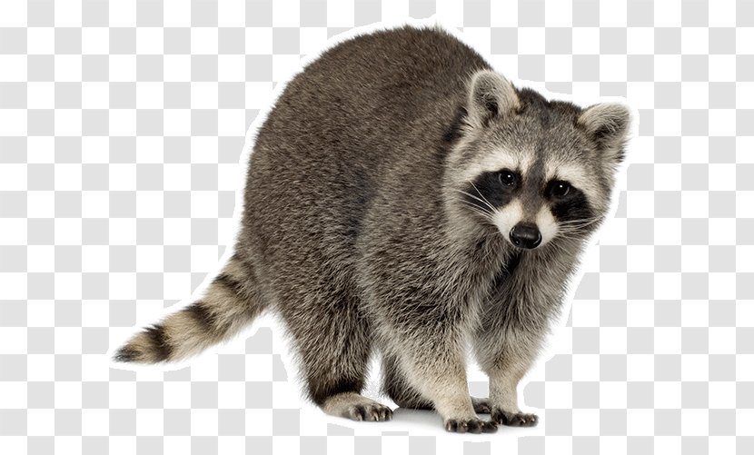 Raccoon Squirrel Trapping Cat Transparent PNG