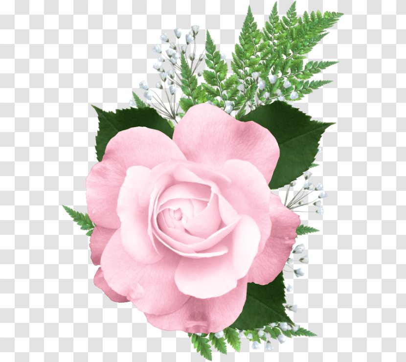 Rose Of Sharon Clip Art - Floribunda - Flor Transparent PNG