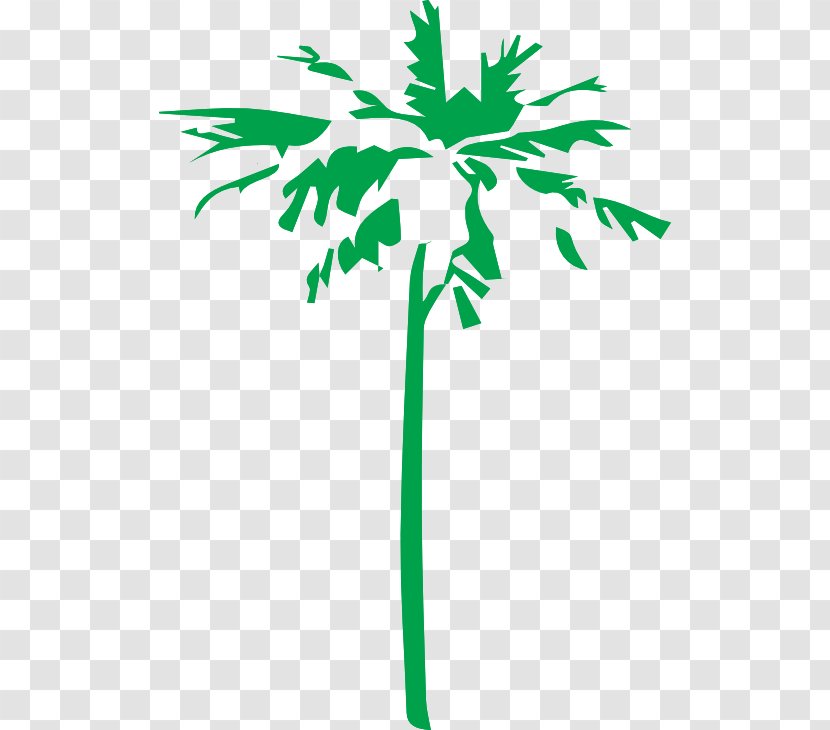 Arecaceae Logo Clip Art - Flora - Tree Transparent PNG