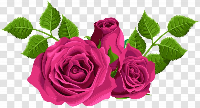 Garden Roses Centifolia Clip Art - Flower - Pink Decorative Image Transparent PNG