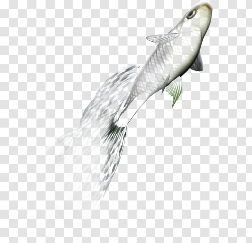 Fish Jump - Herring - Fauna Transparent PNG