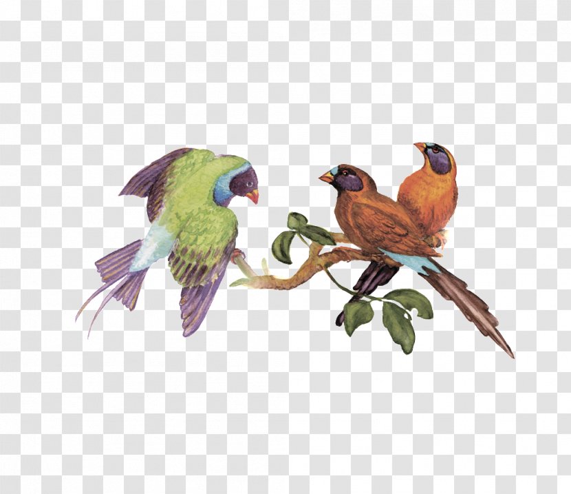 Bird Clip Art Parrot Macaw Vector Graphics - Conure - Cartoon Transparent PNG