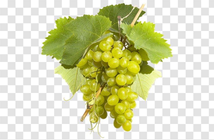 Sultana Common Grape Vine Wine Pisco - Franciacorta Transparent PNG
