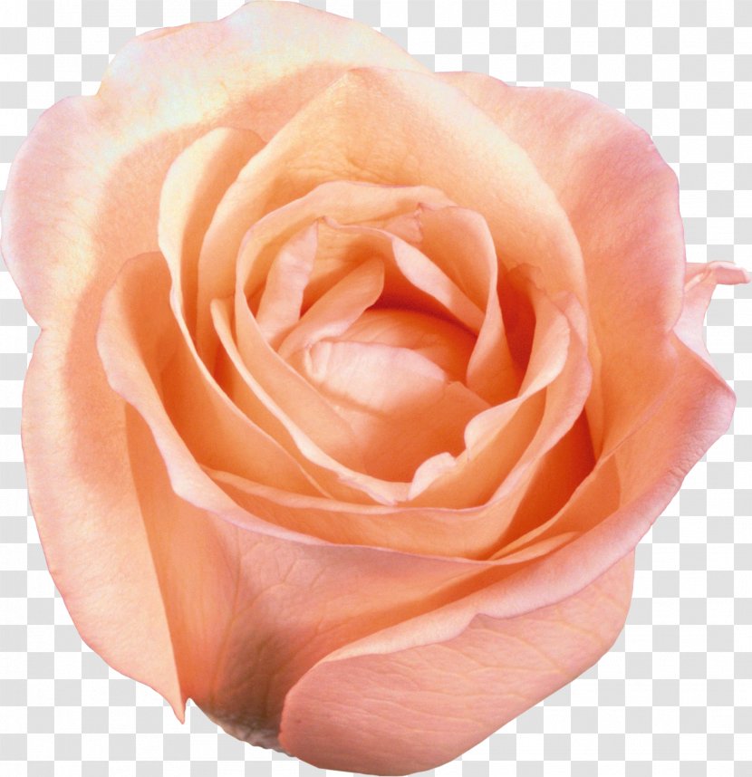 Flower Garden Roses Clip Art - Orange - White Transparent PNG