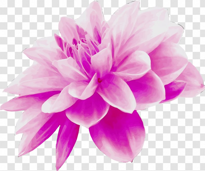 Petal Pink Violet Purple Flower - Lilac - Dahlia Magenta Transparent PNG