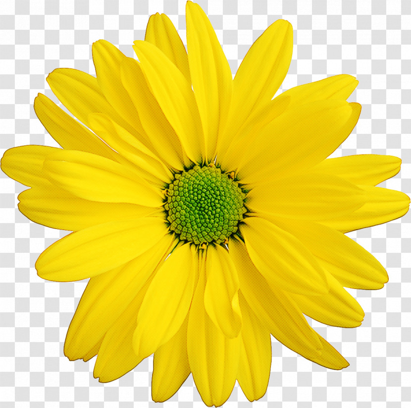 Sunflower Transparent PNG