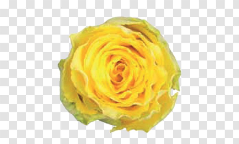 Maltagliati Centifolia Roses Blog Garden Tagliatelle - Vocal Music - Good Times Transparent PNG