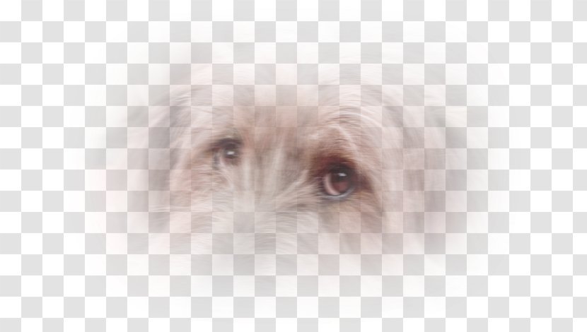 Schnoodle Glen Dutch Smoushond Dog Breed Maltese - Havanese - Eye Transparent PNG