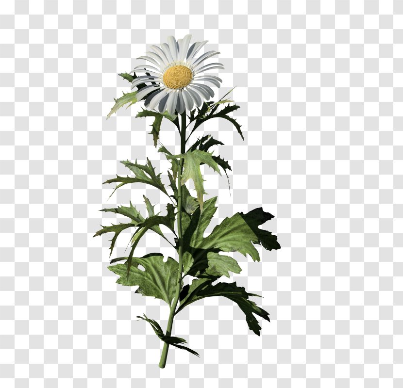 Oxeye Daisy Common Chrysanthemum Family Flower Transparent PNG