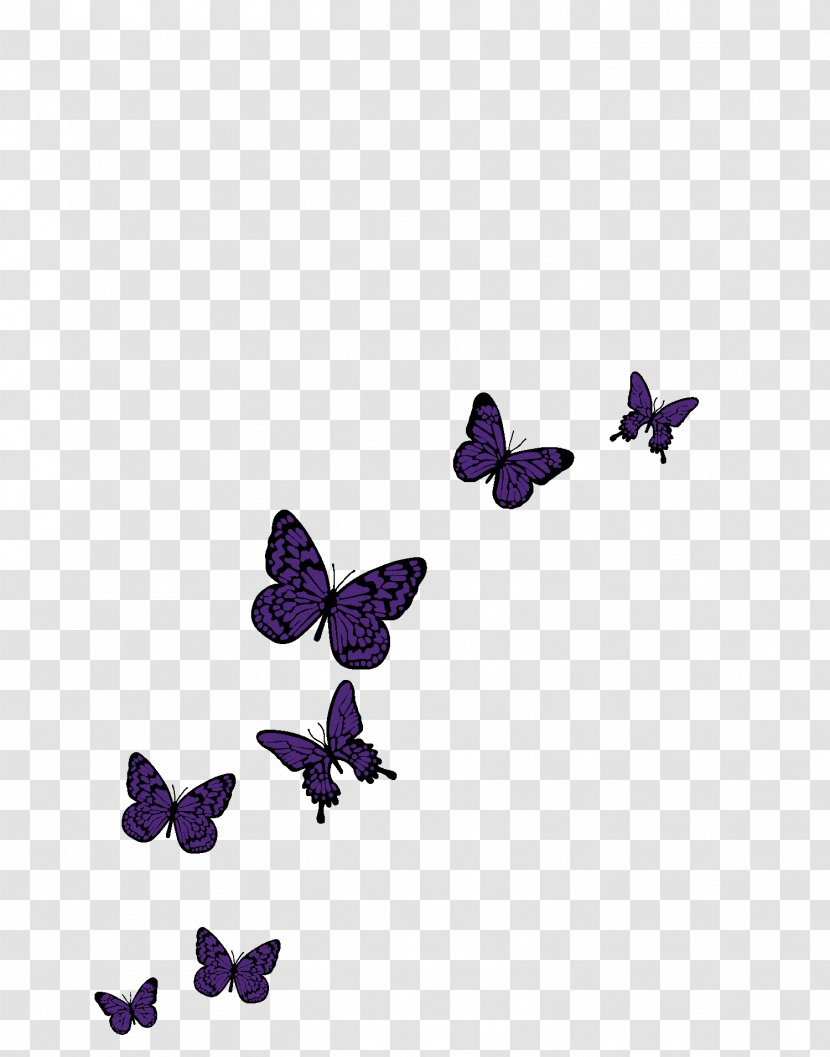 Image Butterfly Invitation Photography - Lepidoptera Transparent PNG