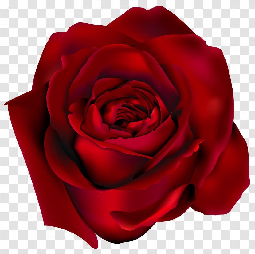 Rose Flower Clip Art - Barbwire Transparent PNG
