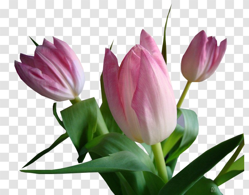Tulip Floristry Cut Flowers Petal Plant Stem Transparent PNG