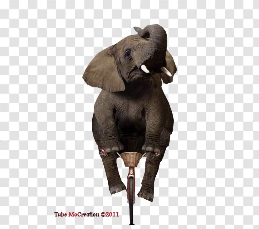 Indian Elephant African Elephantidae Animal Wildlife - Circus Transparent PNG