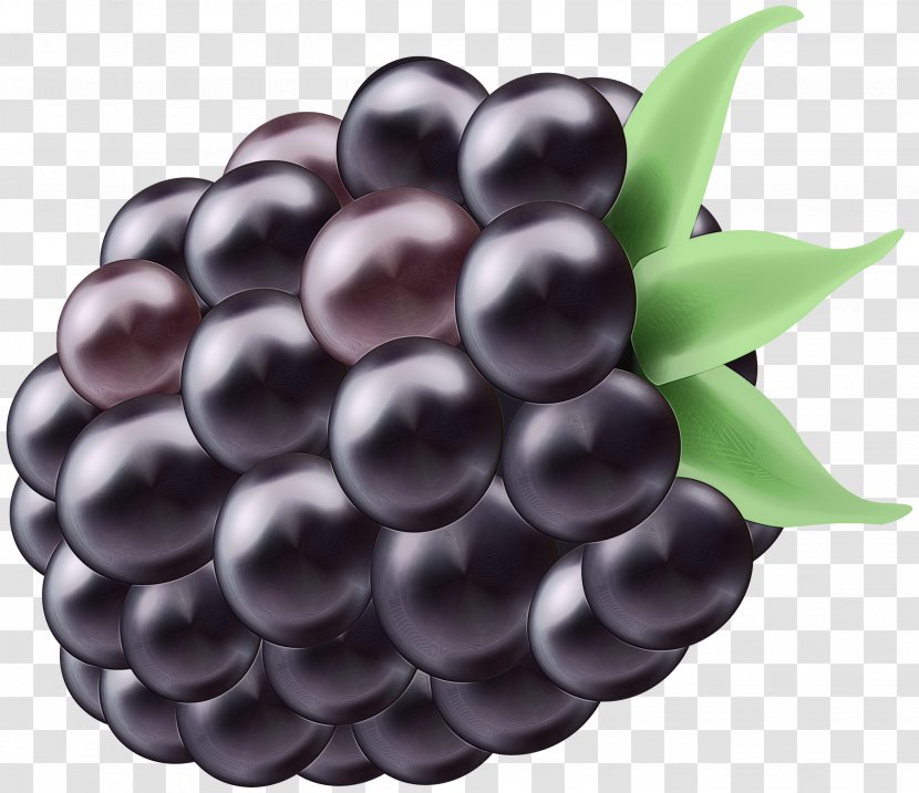 Berry Fruit Blackberry Grape Plant - Superfood - Grapevine Family Transparent PNG